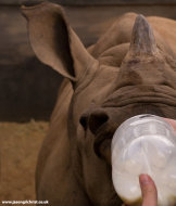 White rhino orphan: bottle-feeding