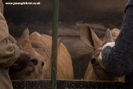 The Orphans: Hand-rearing white rhino calfs