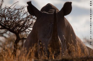 White rhinoceros where it belongs