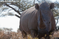 White Rhino in the field