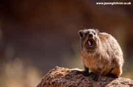 Yawning rock hyrax