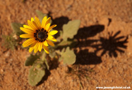 Yellow flower of the desert