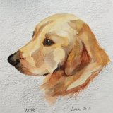 Bertie - golden retriever pup