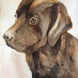 Frankie - chocolate Labrador