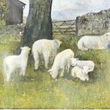 Spring in the paddock - Ryeland sheep with lambs