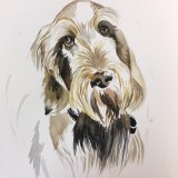 Stanley - watercolour commission