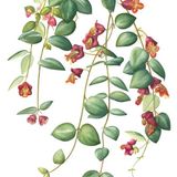 Aescynanthus Tricolour : fine art print 28 x 42
