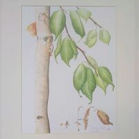 Betula Utilis Inverlieth