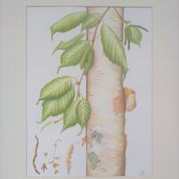 Betula Utilis Inverlieth