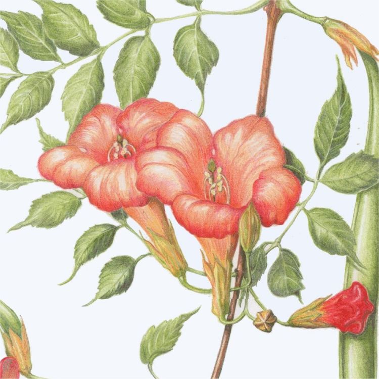 Bignonia Detail