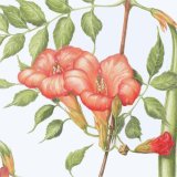 Bignonia Detail