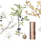 Blackthorn.: fine art print. 43 x 27 cm