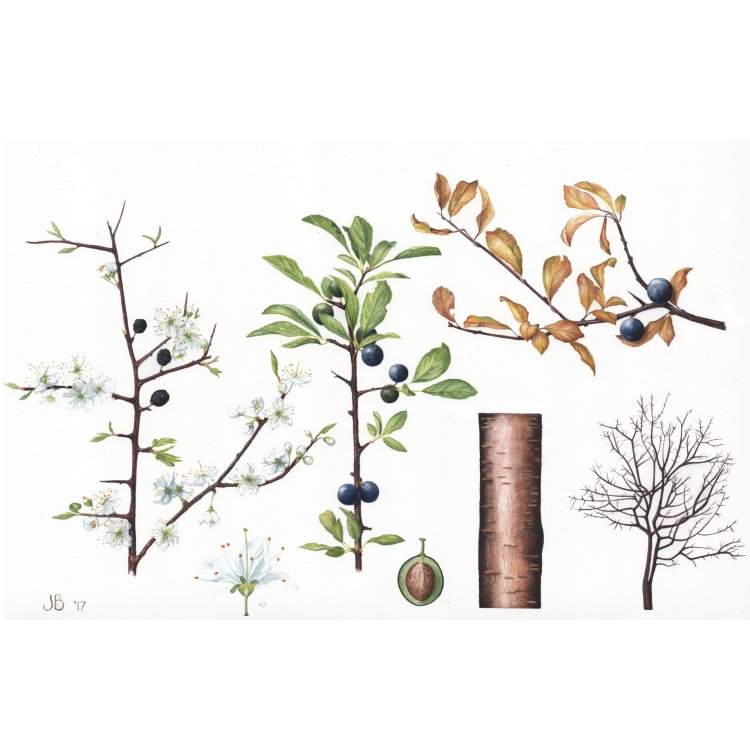 Prunus spinosa