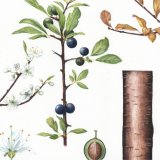 Blackthorn Detail
