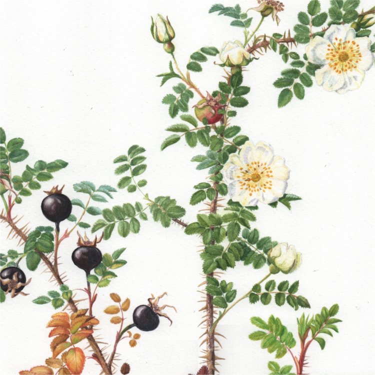 Burnet rose Detail