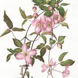 Clematis Montana fine art print 30 x 23cm: