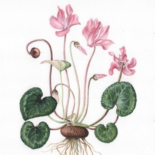 cyclamen