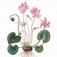 cyclamen