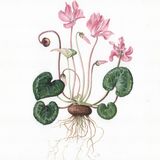 Cyclamen: watercolour original. 25 x 28 cm
