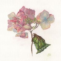 Dried Hydrangea