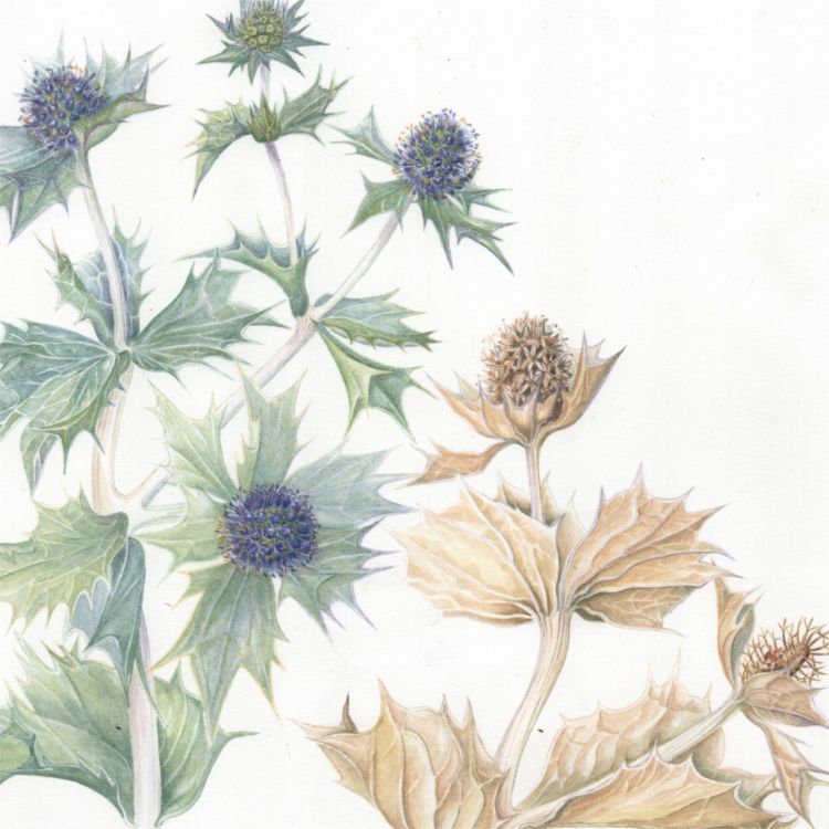 Eryngium Detail