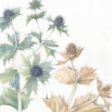 Eryngium Detail