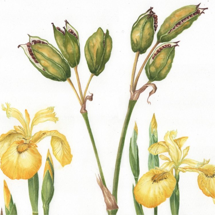 Flag Iris Detail
