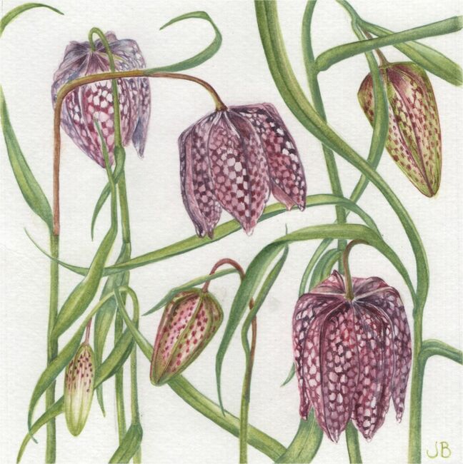 Fritilaries