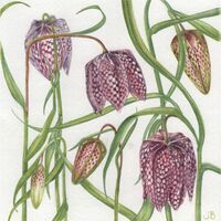Fritilery