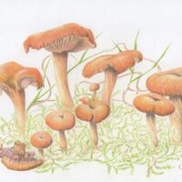 False Chanterelle