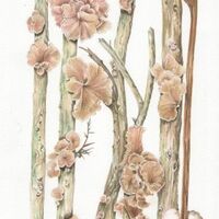 Fungi on Gorse Sticks