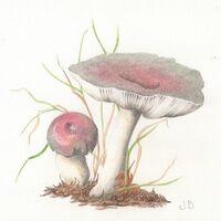 Russula Fragilis