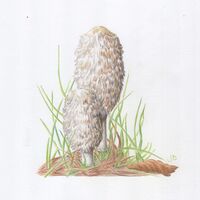 Inkcap 3