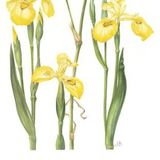 Flag iris: fine art print 51 x 25 cm
