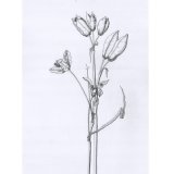 Iris (pen & ink)