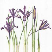 Miniature iris