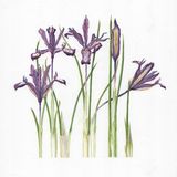 Minature Iris: original watercolour 26 x 22 cm