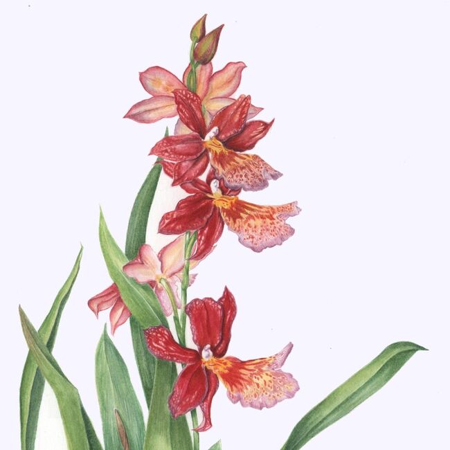 Red Orchid