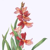 Red Orchid