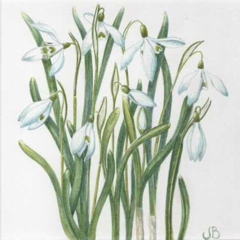 Snowdrops