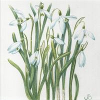 Snowdrops