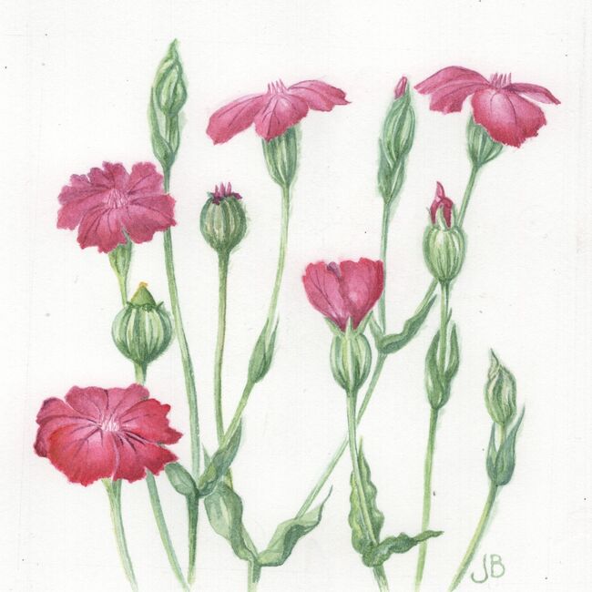 Rose Campion (Lycnis corona)