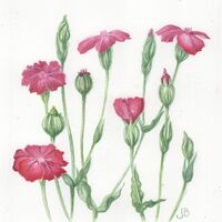 Rose Campion (Lycnis corona)