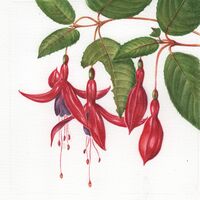 Fuchsia