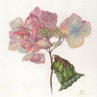 Autumn hydrangea