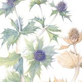 Sea Holly : fine art print 28 x 41 cm