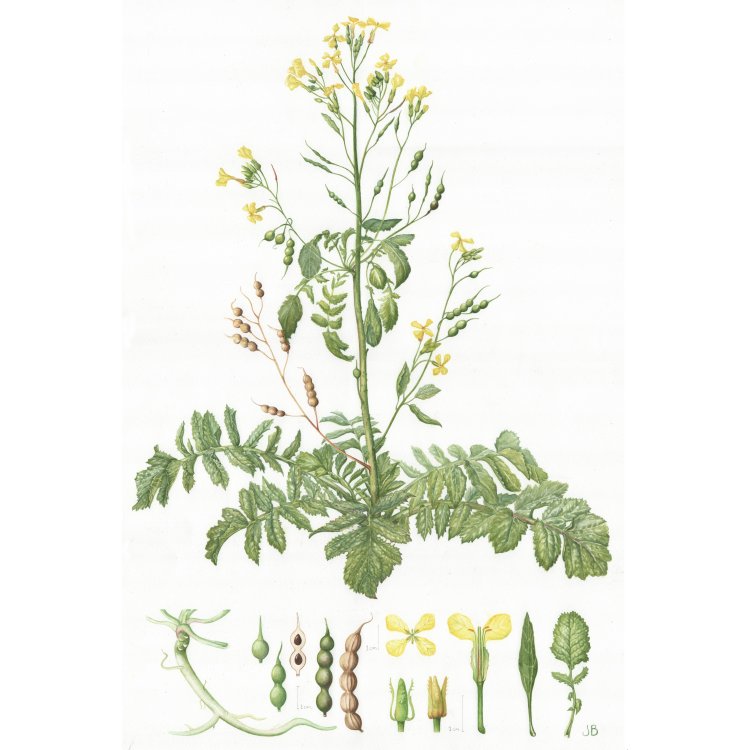 Raphanus maritima