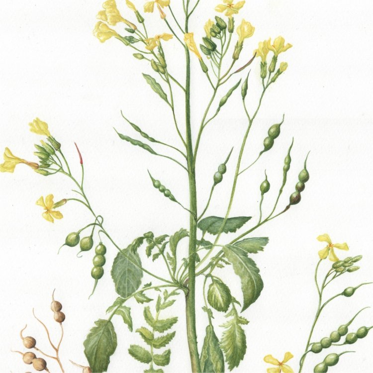 Sea radish detail