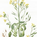 Sea radish detail