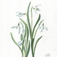 Snowdrops4